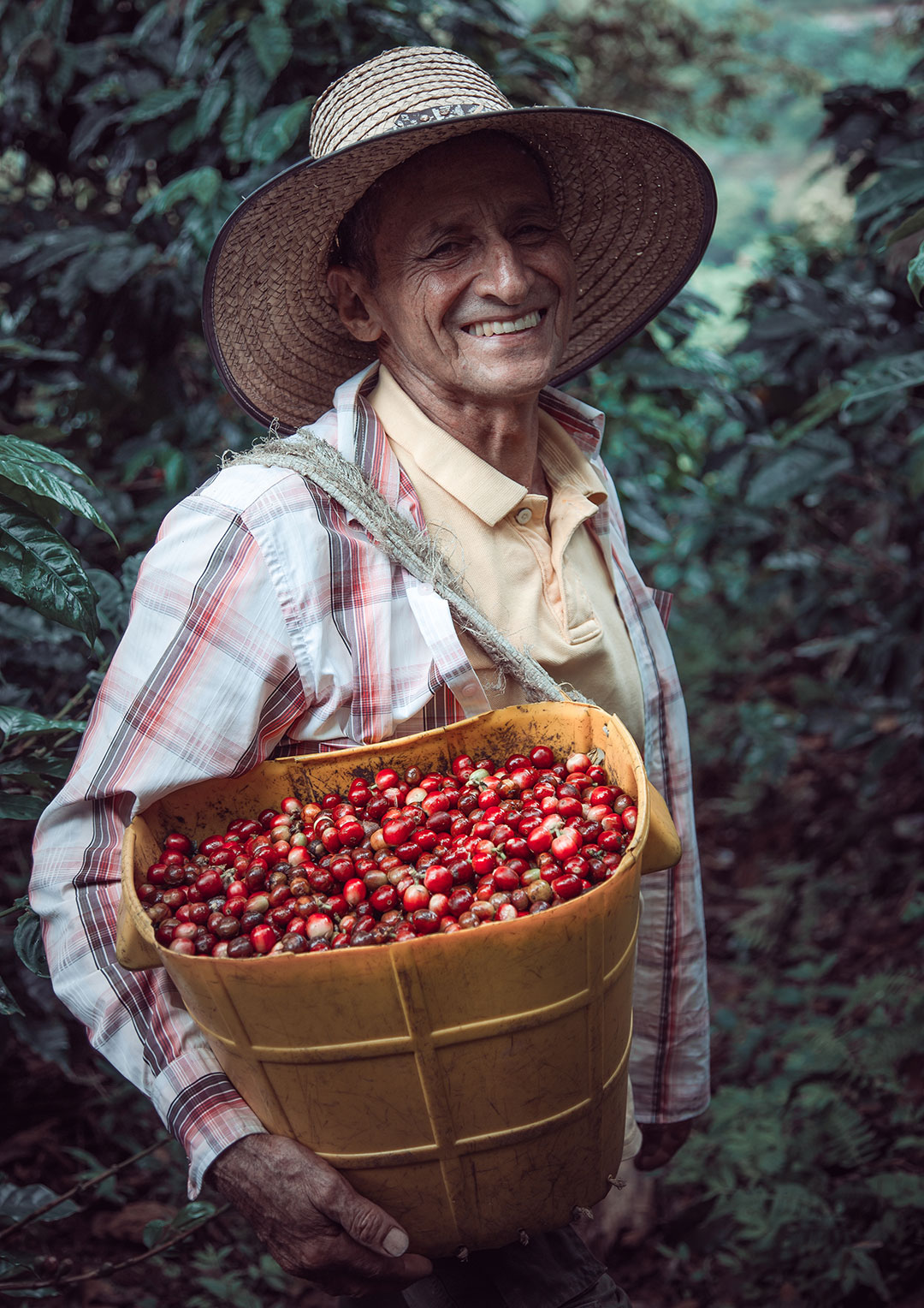 disparo-vertical-hombre-hispano-que-lleva-canasta-granos-cafe-rojo-cereza